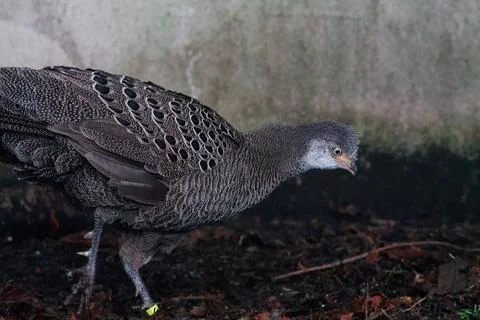 Close-up of a Gray Bird in Dim Light Foto stock