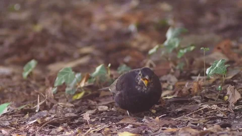 Close-up. The gray bird takes the worms out of the earth. Stock Footage 95447700
