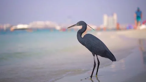 Close-up of a gray bird (Western reef heron) Stock Footage 223840479