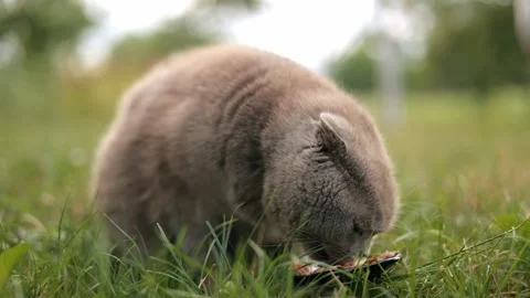 Close-up of a gray British tabby cat eating fresh canned cat food outdoors Stock Footage 246964300