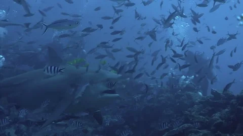 Close-up gray bull shark eats fish near divers underwater ocean of Tonga. 库存影片 105723245