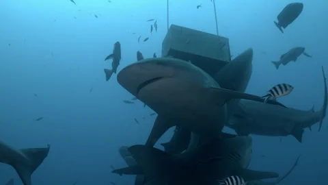 Close-up gray bull shark eats fish near divers underwater ocean of Tonga. Divers Video stock 289090952