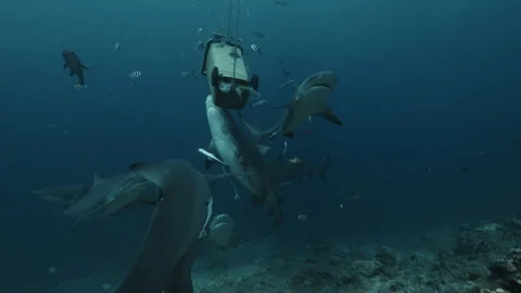 Close-up gray bull shark eats fish from big bucket underwater ocean of Tonga Stock Footage 289100254