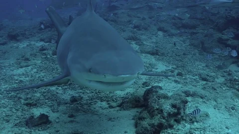 Close-up gray bull shark underwater ocean of Tonga. Stock Footage