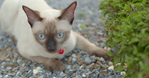 Scared cat icon. Funny gray kitten in fear