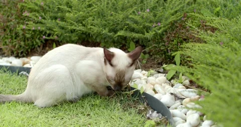 Close-up gray cat is afraid and scared of something.Cat eye blue. Stock Footage 253657101