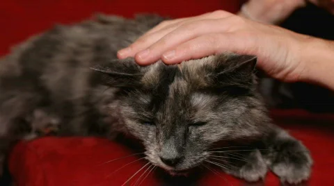 Close up of Gray cat being pet Stock Footage 872376