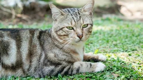 Close-Up of a Gray Cat with Black Patterns in an Outdoor Setting Foto stock