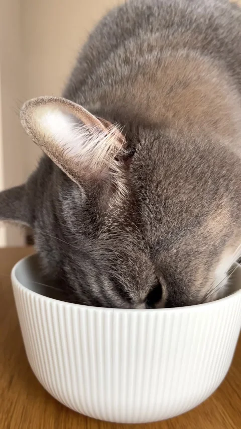 Close-up of a gray cat eating soft food from a white ceramic bowl Stock Footage 314576366