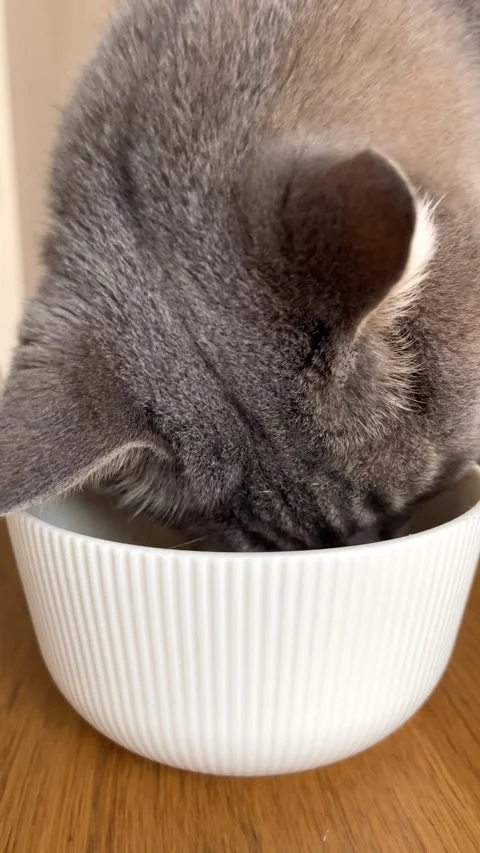 Close-up of a gray cat eating soft food from a white ceramic bowl Stock Footage 314576367