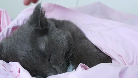 Close-up of a gray cat lies on the bed and is stroked by the owner. Taking care Stock Footage 214279822