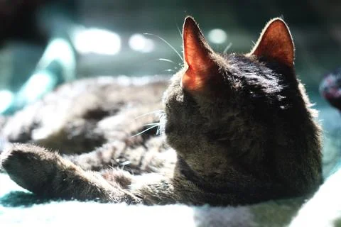 Close up gray cat looking back concept photo Stock Photos