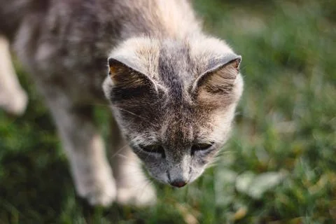 Close up gray cat looking down on green background Stock Photos