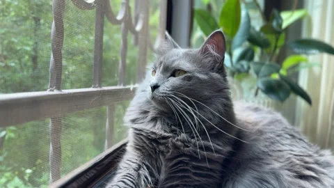 Close-Up of Gray Cat Looking Through Window Screen Stock Footage 311313977