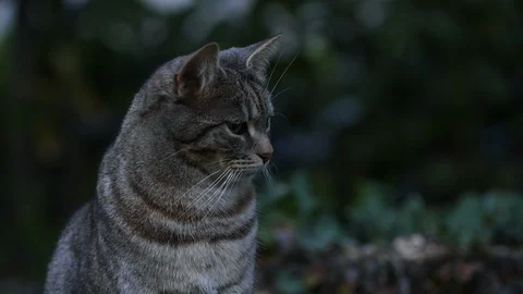 CLOSE UP GRAY CAT LOOKS AROUND IN THE GARDEN, 4K VIDEO Video stock 127552185