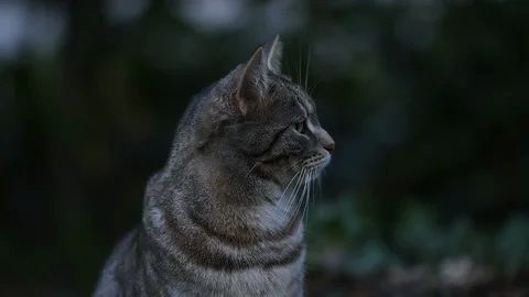 CLOSE UP GRAY CAT LOOKS AROUND IN THE GARDEN, FULL HD  SLOW MOTION VIDEO Video stock 127586774