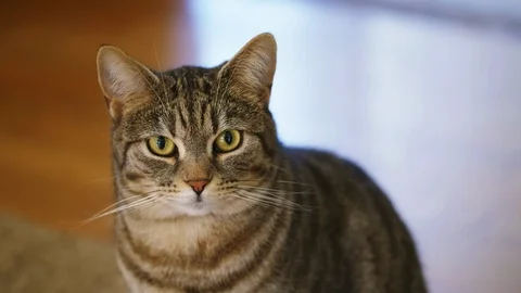 CLOSE UP GRAY CAT LOOKS AROUND INDOOR, 4K VIDEO Video stock 127590343