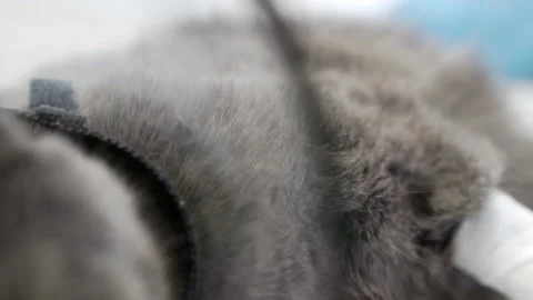 Close-up of a gray cat lying on an operating table. Stock Footage 153625465