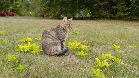 A close-up of a gray cat in nature Video stock 317719336
