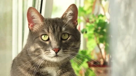 Close up the gray cat is resting on window and see on you. Stock Footage 140096251