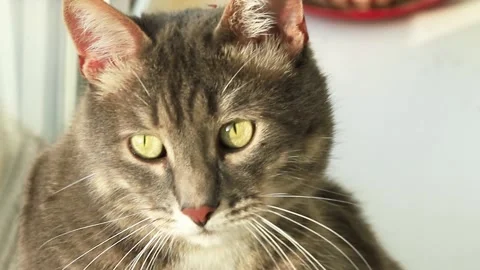 Close up the gray cat is resting on window and see on you. 動画素材 140096281