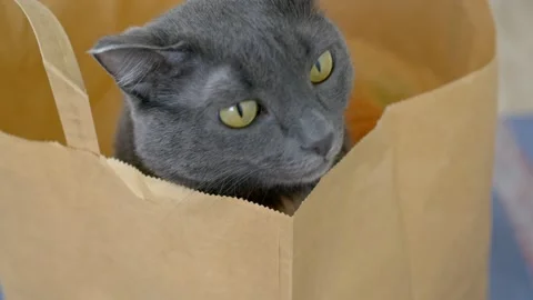 Close-up of a gray cat sits in a paper bag and looks out of it in different Stock Footage 207699282
