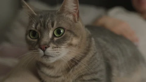 Close-up of gray cat sitting on woman's legs and looking at camera with its Stock Footage 236950446