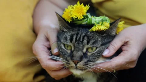 Close-up of a gray cat swinging on a hammock with a wreath of dandelions on his  Video stock 276816979
