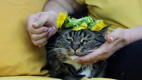 Close-up of a gray cat with a wreath of dandelions on its head swinging on a swi Stock Footage 276816997