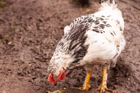 Close-up gray chicken is looking for nutrients in the ground. Hens in a chicken Stock Photos