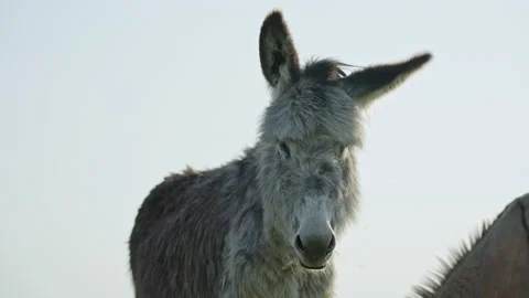 Close-up of a gray donkey looking at the camera in the countryside. A domestic Stock Footage 238749292