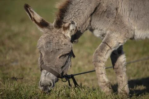 Close-up of a gray donkey's face against a pasture background Stock Photos