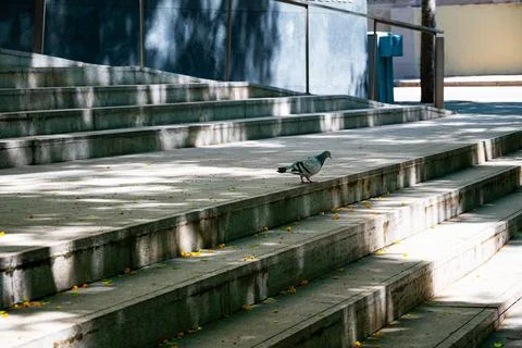 Close-up of a gray dove on the steps in front of the building Community Medic Stock Photos