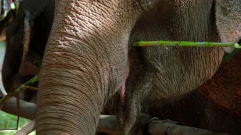 Close up of gray elephant eating and chewing bamboo stalk using trunk, Stock Footage 231279905