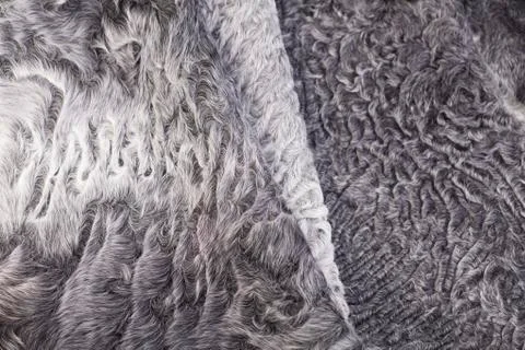 Close up gray fur sheep pattern Stock Photos
