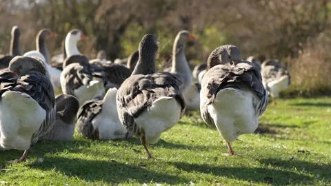 Close-up of gray geese standing on one leg with heads tucked 库存影片 297790491