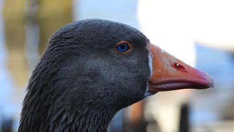 Close gray goose head portrait shows blue eye, orange bill, and textured plumage Stock Footage 339980817