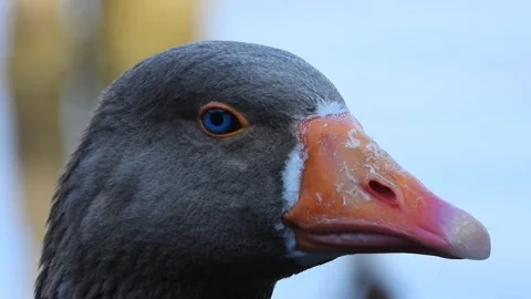Close gray goose head portrait shows blue eye, orange - Undersea and Nautical Stock Footage 339980923
