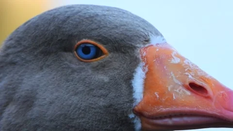 Close gray goose head portrait shows blue eye, orange - Undersea and Goose Face Stock Footage 339980955