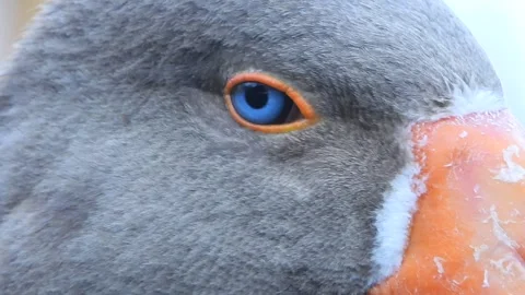 Close gray goose head portrait shows blue eye - Undersea and Domestic Bird Stock Footage 339980987
