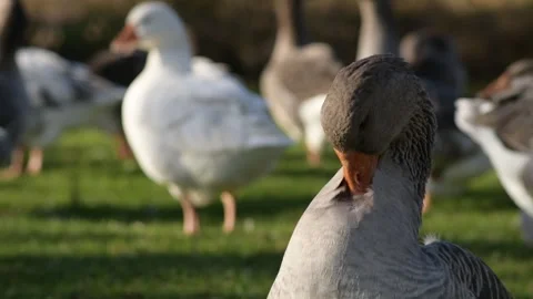 Close-up of gray goose honking and then preening its neck Vídeos de archivo 297790972