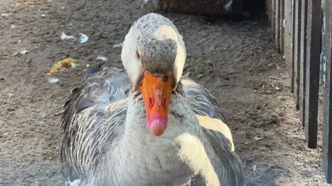 Close-up of a gray goose looking at the camera 스톡 동영상 342502581