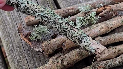 Close up of gray green lichen growing on a natural branch Stock Footage 344818990