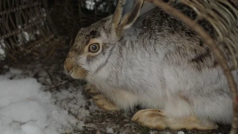 Close-up of a gray hare sitting in a large basket. The hare wiggles its ears. Stock-Footage 146180644