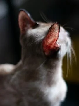 Close Up of Gray Kitten Ears from Behind Showing Pink Inner Ear Detail and .. 写真素材