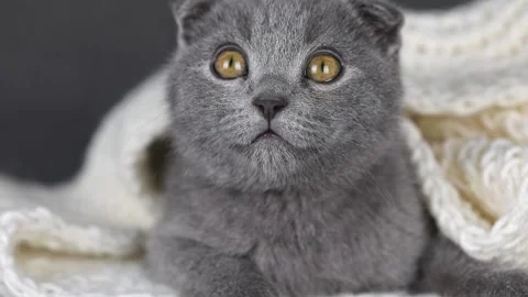 Close up gray kitten scottish fold looks straight and to the side Video stock 196372151