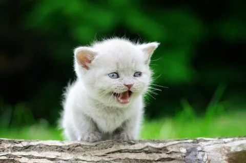 Close gray kitten on tree Stock-Fotos