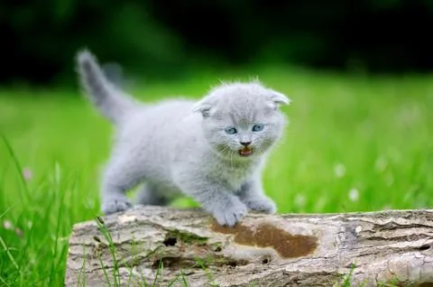 Close gray kitten on tree Stock Photos