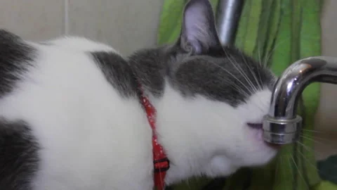 Close up of gray kitten with white drinks water from the tap Stock Footage 233831213