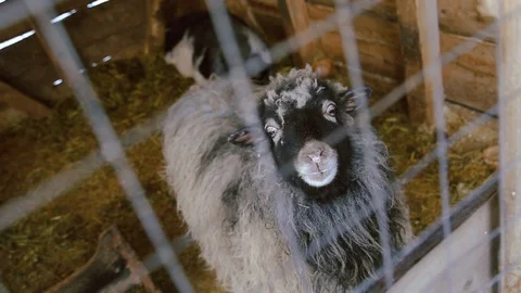 Close up gray lamb looks at the camera in the cage sheep agriculture field grass Stock-Footage 105266866